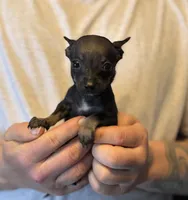 Black Pearl, a female Chihuahua for sale in Benton, PA – Photo 6 of 8