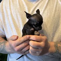 Black Pearl, a female Chihuahua for sale in Benton, PA – Photo 7 of 8