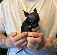 Black Pearl, a female Chihuahua for sale in Benton, PA – Photo 7 of 8