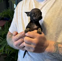 Black Pearl, a female Chihuahua for sale in Benton, PA – Photo 2 of 8