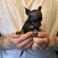 Black Pearl, a female Chihuahua for sale in Benton, PA – Photo 4 of 8
