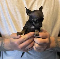 Black Pearl, a female Chihuahua for sale in Benton, PA – Photo 4 of 8