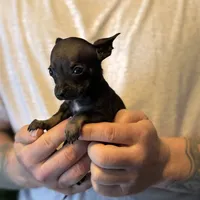 Black Pearl, a female Chihuahua for sale in Benton, PA – Photo 3 of 8