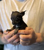 Black Pearl, a female Chihuahua for sale in Benton, PA – Photo 3 of 8