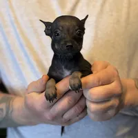 Black Pearl, a female Chihuahua for sale in Benton, PA – Photo 8 of 8