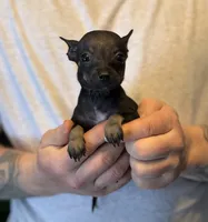 Black Pearl, a female Chihuahua for sale in Benton, PA – Photo 8 of 8