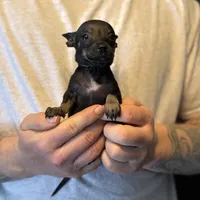 Black Pearl, a female Chihuahua for sale in Benton, PA – Photo 5 of 8