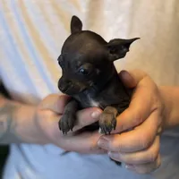 Black Pearl, a female Chihuahua for sale in Benton, PA – Photo 1 of 8