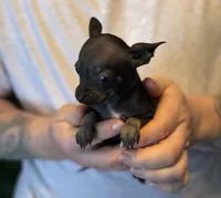 Black Pearl, a female Chihuahua for sale in Benton, PA – Photo 1 of 8