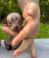 Xipil, a male Xoloitzcuintli and Chihuahua for sale in Camden, AR – 2 of 4