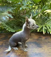 Dragon, a male Xoloitzcuintli and Chihuahua for sale in Benton, PA – Photo 3 of 6