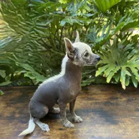 Dragon, a male Xoloitzcuintli and Chihuahua for sale in Benton, PA – Photo 6 of 6