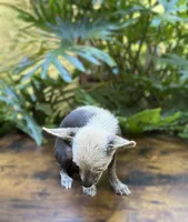 Dragon, a male Xoloitzcuintli and Chihuahua for sale in Benton, PA – Photo 5 of 6
