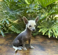 Dragon, a male Xoloitzcuintli and Chihuahua for sale in Benton, PA – Photo 4 of 6