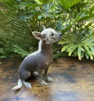 Dragon, a male Xoloitzcuintli and Chihuahua for sale in Benton, PA – Photo 2 of 6