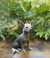 Dragon, a male Xoloitzcuintli and Chihuahua for sale in Benton, PA – Photo 1 of 6