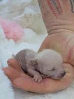 Jewels , a female Xoloitzcuintli and Chihuahua for sale in Camden, AR – 5 of 10