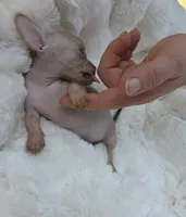 Whisper , a male Xoloitzcuintli and Chihuahua for sale in Camden, AR – 5 of 9