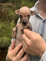 Mummytroll  , a male Xoloitzcuintli and Chihuahua for sale in Camden, AR – 7 of 10