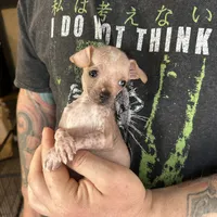 Princess, a female Xoloitzcuintli and Chihuahua for sale in Benton, PA – Photo 6 of 10