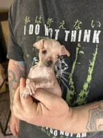 Princess, a female Xoloitzcuintli and Chihuahua for sale in Benton, PA – Photo 6 of 10