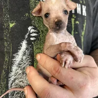 Princess, a female Xoloitzcuintli and Chihuahua for sale in Benton, PA – Photo 5 of 10