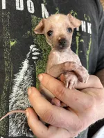 Princess, a female Xoloitzcuintli and Chihuahua for sale in Benton, PA – Photo 5 of 10
