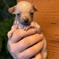 Princess, a female Xoloitzcuintli and Chihuahua for sale in Benton, PA – Photo 10 of 10