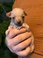 Princess, a female Xoloitzcuintli and Chihuahua for sale in Benton, PA – Photo 10 of 10