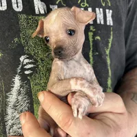 Princess, a female Xoloitzcuintli and Chihuahua for sale in Benton, PA – Photo 1 of 10