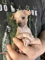 Princess, a female Xoloitzcuintli and Chihuahua for sale in Benton, PA – Photo 1 of 10