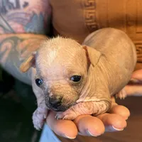 Princess, a female Xoloitzcuintli and Chihuahua for sale in Benton, PA – Photo 8 of 10