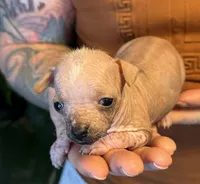 Princess, a female Xoloitzcuintli and Chihuahua for sale in Benton, PA – Photo 8 of 10