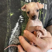 Princess, a female Xoloitzcuintli and Chihuahua for sale in Benton, PA – Photo 3 of 10