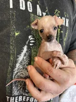 Princess, a female Xoloitzcuintli and Chihuahua for sale in Benton, PA – Photo 3 of 10