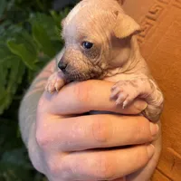Princess, a female Xoloitzcuintli and Chihuahua for sale in Benton, PA – Photo 7 of 10
