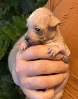 Princess, a female Xoloitzcuintli and Chihuahua for sale in Benton, PA – Photo 7 of 10