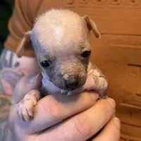 Princess, a female Xoloitzcuintli and Chihuahua for sale in Benton, PA – Photo 9 of 10
