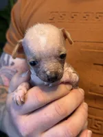 Princess, a female Xoloitzcuintli and Chihuahua for sale in Benton, PA – Photo 9 of 10