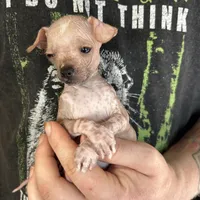 Princess, a female Xoloitzcuintli and Chihuahua for sale in Benton, PA – Photo 2 of 10