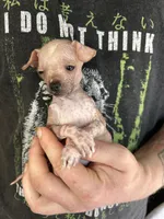 Princess, a female Xoloitzcuintli and Chihuahua for sale in Benton, PA – Photo 2 of 10