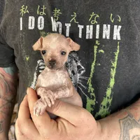 Princess, a female Xoloitzcuintli and Chihuahua for sale in Benton, PA – Photo 4 of 10