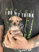 Princess, a female Xoloitzcuintli and Chihuahua for sale in Benton, PA – Photo 4 of 10