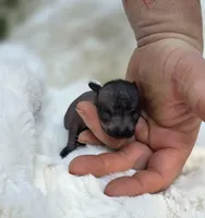 Onyx, a female Xoloitzcuintli and Chihuahua for sale in Camden, AR – 2 of 8