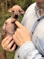 Mummytroll  , a male Xoloitzcuintli and Chihuahua for sale in Camden, AR – 6 of 10