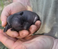 Midnight, a female Xoloitzcuintli and Chihuahua for sale in Camden, AR – 9 of 10