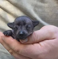 Midnight, a female Xoloitzcuintli and Chihuahua for sale in Camden, AR – 7 of 10
