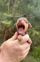 Haku, a male Miniature Dachshund and Chiweenie for sale in Camden, AR – 3 of 9