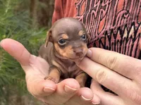 Haku, a male Miniature Dachshund and Chiweenie for sale in Camden, AR – 4 of 9