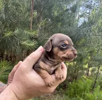 Haku, a male Miniature Dachshund and Chiweenie for sale in Camden, AR – 9 of 9
